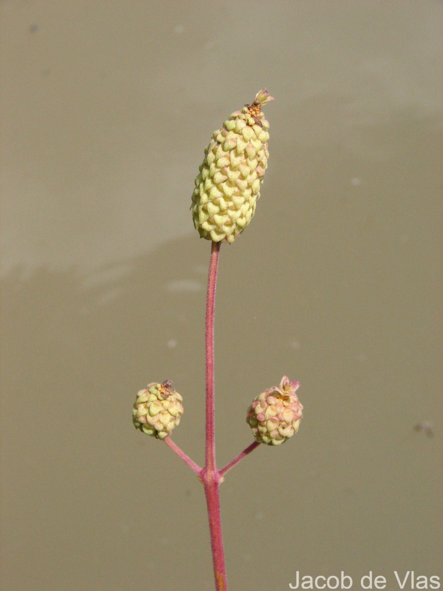 Coleus strobilifer (Roxb.) A.J.Paton